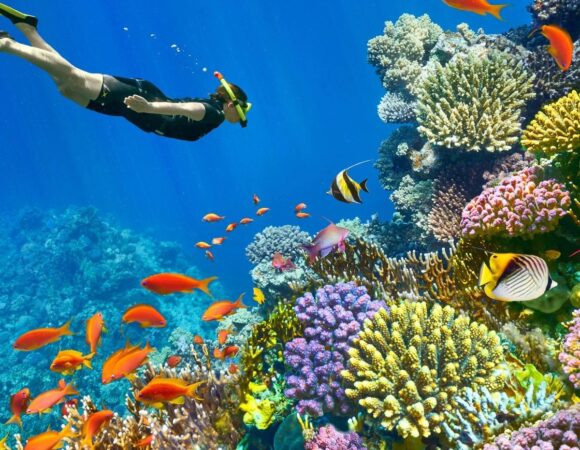 Discover Sharm El-Sheikh with Tripzy Tours: Your Gateway to the Red Sea Paradise